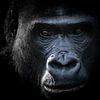 Intiem Gorilla portret in zwart/wit van Barend de Ronde