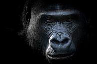 Intiem Gorilla portret in zwart/wit van Barend de Ronde thumbnail