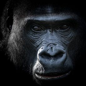 Intimes Gorilla-Porträt in Schwarz-Weiß von Barend de Ronde