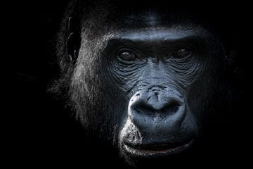 Portrait intime d'un gorille en noir et blanc