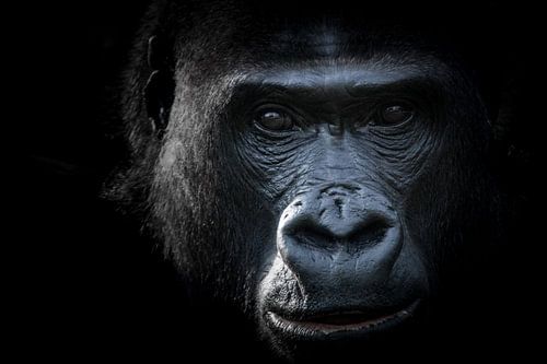 Intimate Gorilla portrait in black and white