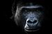 Intimes Gorilla-Porträt in Schwarz-Weiß von Barend de Ronde