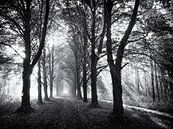 Beech avenue with sunbeams by Paul Beentjes thumbnail