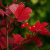 Viburnum Beeren Herbst von Jack Schoneveld