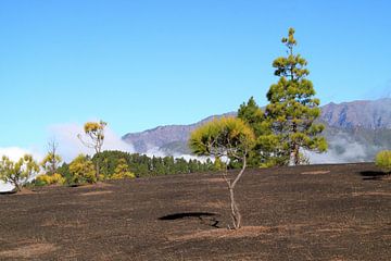 De Caldera de la Taburiente op La Palma van Jolanta Mayerberg