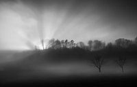 The sun in the fog