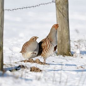 Hen and cock... Partridge *Perdix perdix*, pair in the snow
