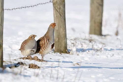 La poule et le coq... Perdrix grise *Perdix perdix*, couple dans la neige sur wunderbare Erde