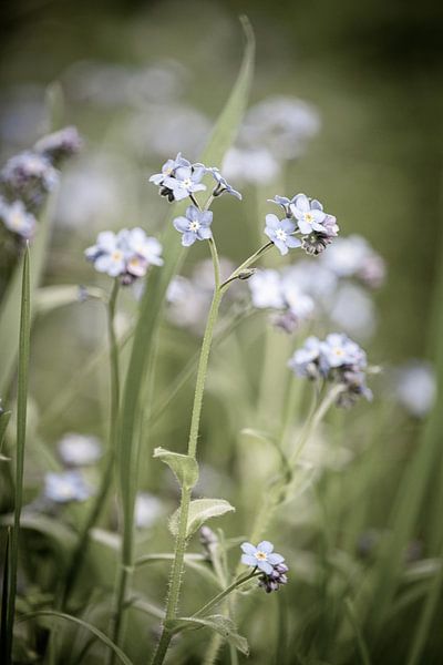 Delicate Forget-me-not Flowers by Imladris Images