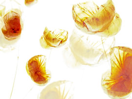 a hint of physalis by fantasina