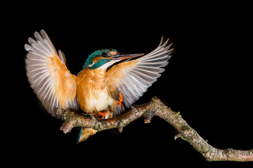 Kingfisher photographed in the Throw by Jeroen Stel