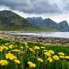 Löwenzahn am Unstad Beach auf den Lofoten, Norwegen von Sauerland-Fotos by Robin Deimel