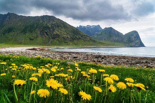 Paardenbloem op het strand van Unstad op de Lofoten, Noorwegen
