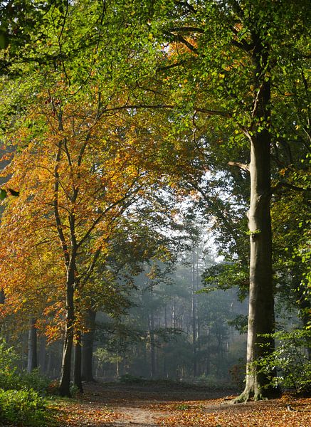 Forêt d'automne par Odette Kleeblatt