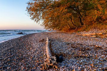 Am Strand Sassnitz auf der Insel Rügen in Deutschland Piratenschlucht im Herbst von Animaflora PicsStock