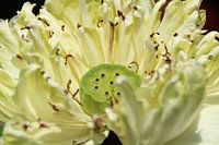 Waterlily