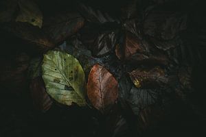 Herfstbladeren van Jan Eltink