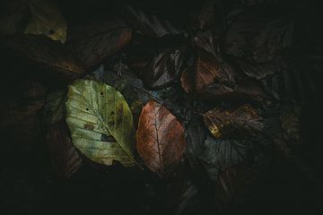 Herfstbladeren van Jan Eltink