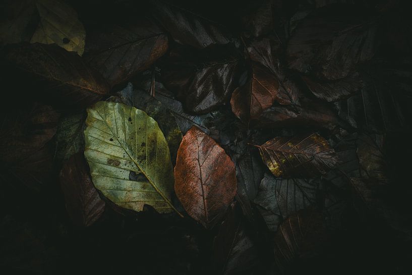 Autumn leaves by Jan
