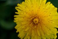 paardenbloem