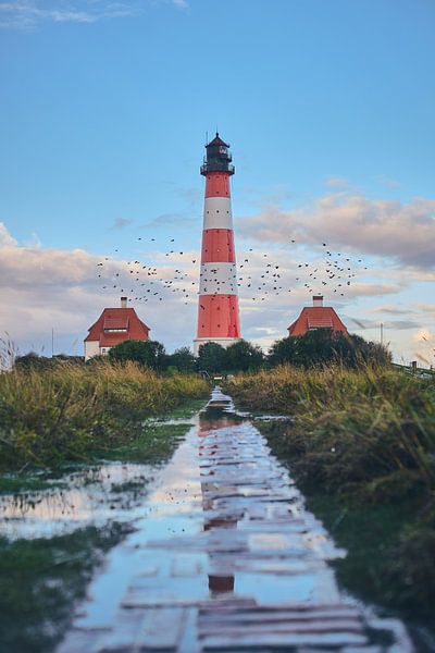 Flock of birds at Westerheversand by Florian Kunde