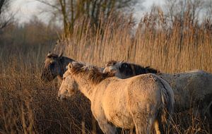 Les chevaux de Konik au soleil du matin