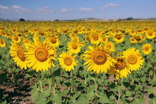 The Sunflowerfield