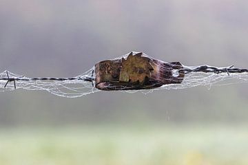 ingepakt van ton vogels