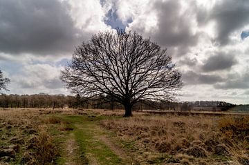 lone oak by Anneke Antonides