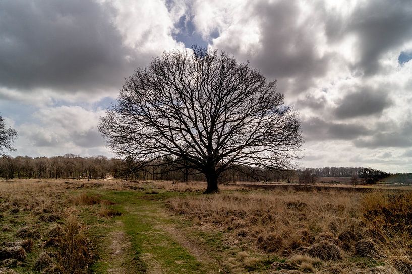 lone oak by Anneke Antonides