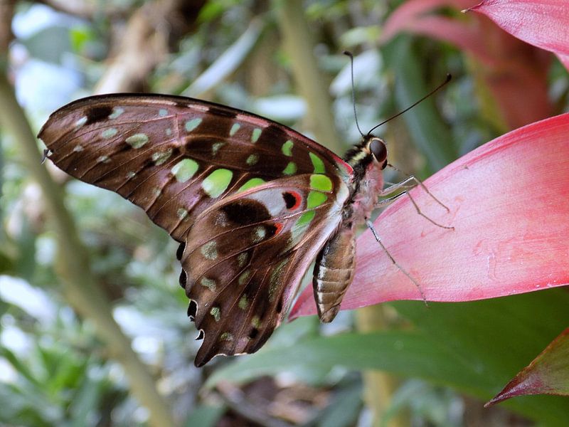 Tropische vlinder Tropical Butterfly (Collectie 2018) von Jan van Bruggen