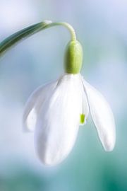 sneeuwklokje 2 / snowdrop 2 von Petra van der Spek