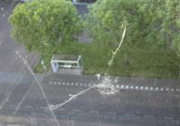 Vreemde vogel mist de bus