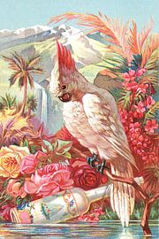 Cockatoo Florida Water by Apolo Prints