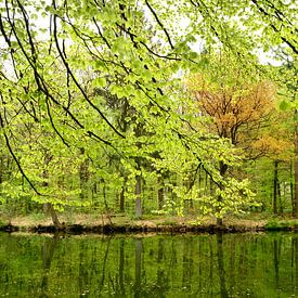 At a forest lake in spring by Corinne Welp
