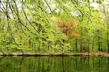 At a forest lake in spring