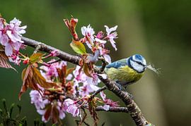 pimpelmees op bloesem van Hilda van den Burgt
