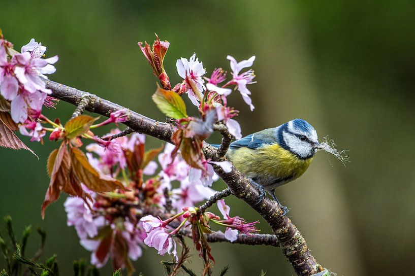 mésange bleue sur fleur par Hilda van den Burgt