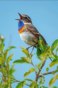 Blaukehlchen singt