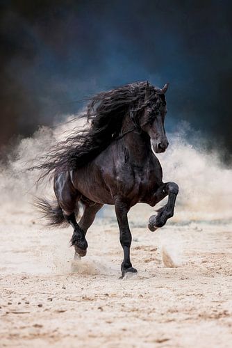A Friesian stallion trotting across the sandy plain. by KDFotografie