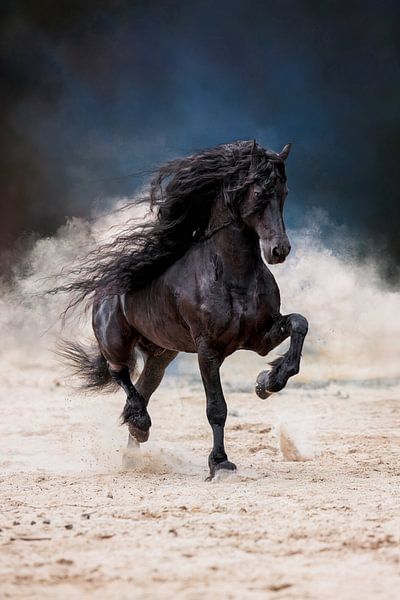 A Friesian stallion trotting across the sandy plain. by KDFotografie