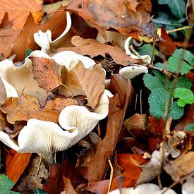 Herfst sur Madelinde Maassen