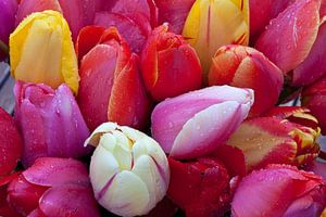 Collection de tulipes sur Cora Koning