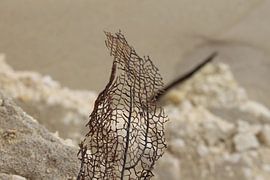 Zeewier by Anita Moek