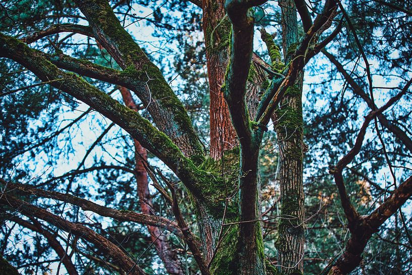 See the forest through the branches. by Bart Verdijk