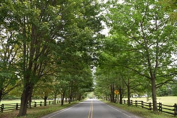 A country road in summer by Claude Laprise