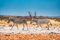 African zebras in Etosha National Park in Namibia, Africa by Patrick Groß thumbnail