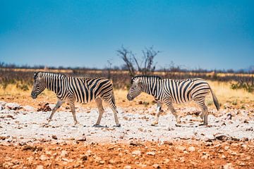 Afrikanische Zebras im Etosha-Nationalpark in Namibia, Afrika von Patrick Groß