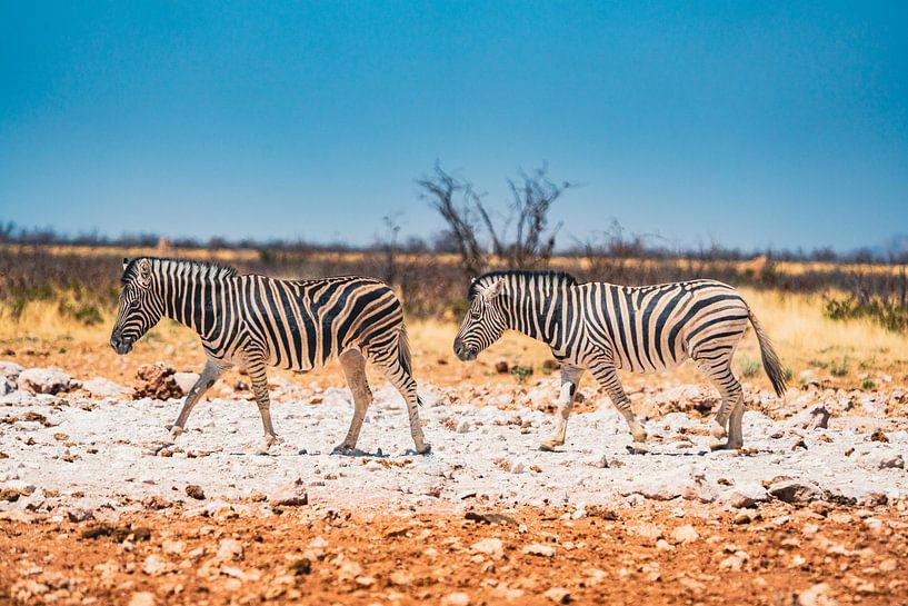 African zebras in Etosha National Park in Namibia, Africa by Patrick Groß