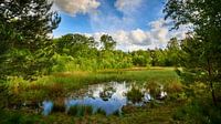Boslandschap met weerspiegeling in water van Jenco van Zalk thumbnail